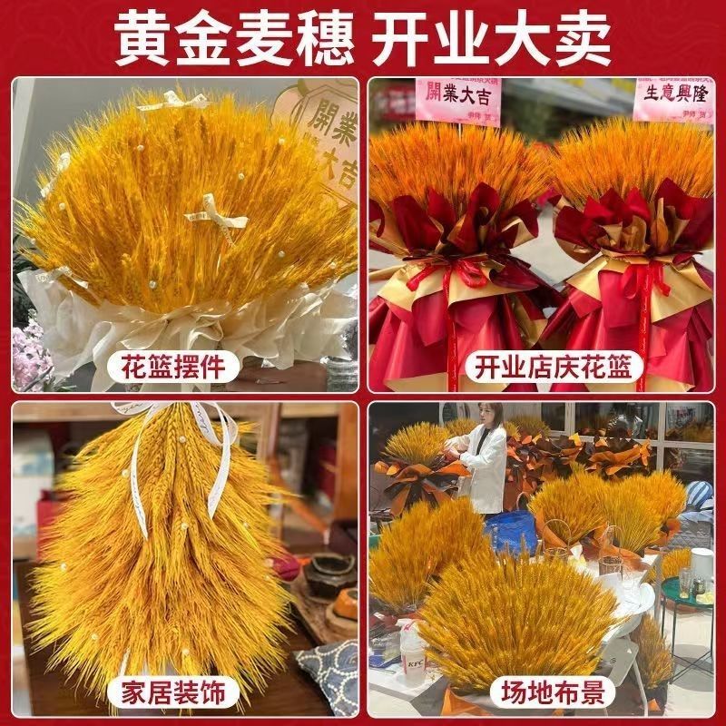 莱彩黄金大麦，大麦干花，麦穗干花，开业大麦