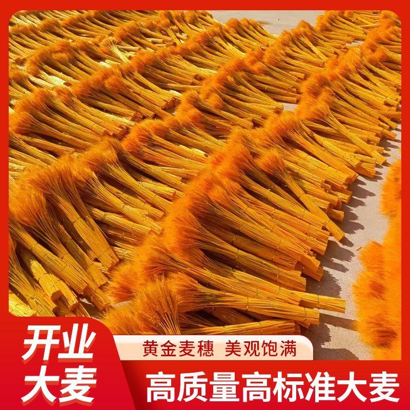 莱彩黄金大麦，大麦干花，麦穗干花，开业大麦