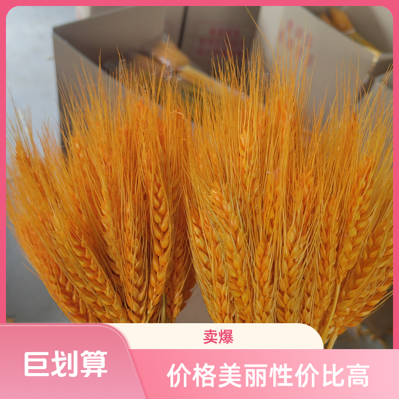 莱彩黄金大麦，大麦干花，麦穗干花，开业大麦