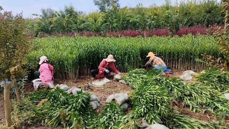 夹竹桃