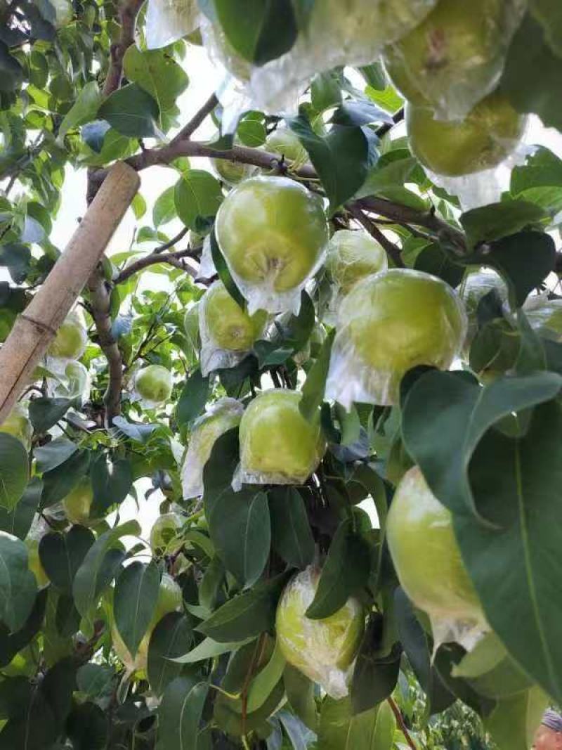 精品膜袋雪花梨