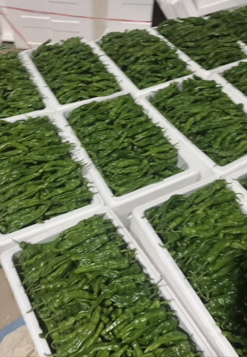小皱皮大量现货供应需要的老板联系，全国发货