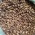 文山阳春砂仁，产地直发，全部批发价，诚信经营，欢迎选购