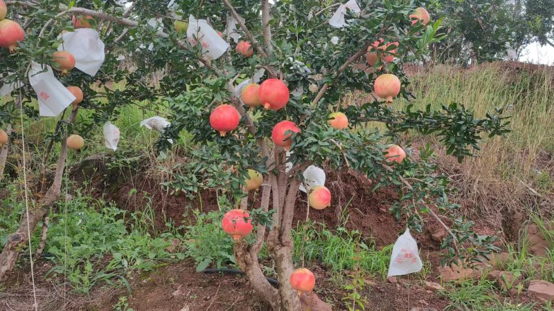 石榴，软籽石榴大量上市，欢迎大家实地看货拉货