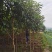 3cm到10cm高杆枇杷树移植苗圃绿化用苗