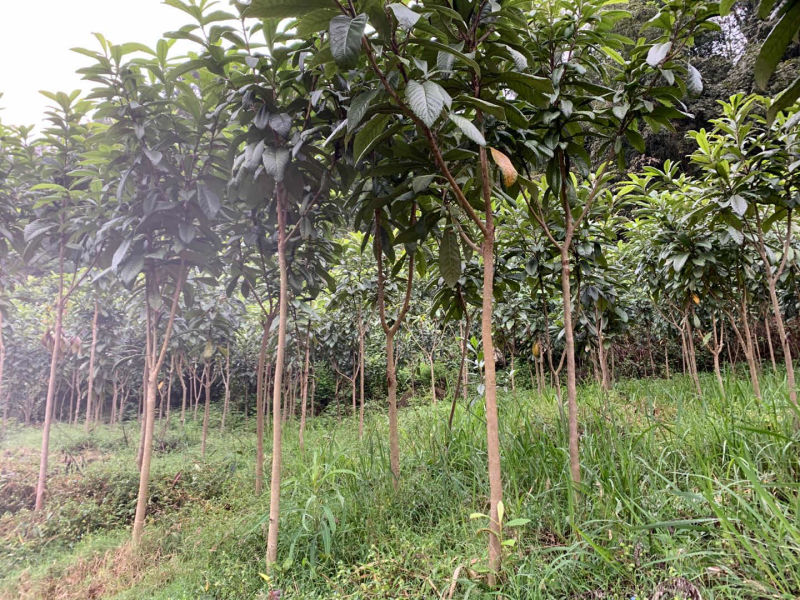 3cm到10cm高杆枇杷树移植苗圃绿化用苗