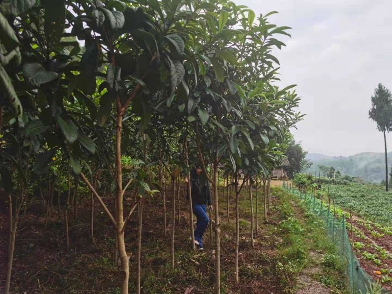 3cm到10cm高杆枇杷树移植苗圃绿化用苗
