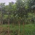 3cm到10cm高杆枇杷树移植苗圃绿化用苗