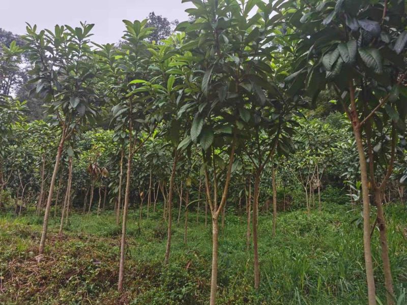 3cm到10cm高杆枇杷树移植苗圃绿化用苗