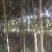 3cm到10cm高杆枇杷树移植苗圃绿化用苗