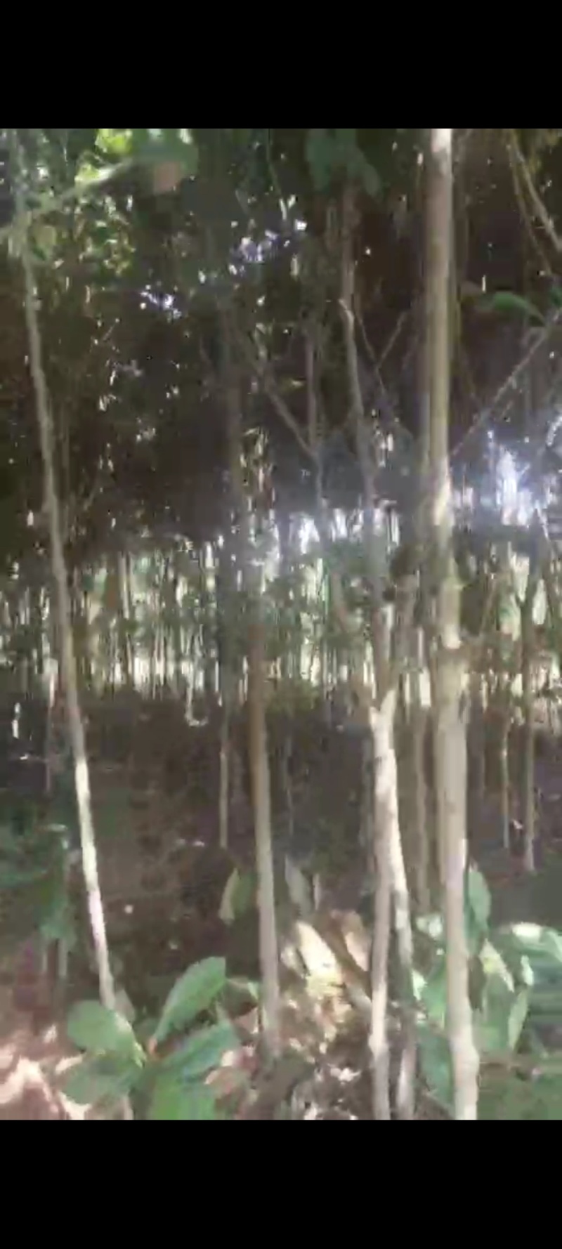 3cm到10cm高杆枇杷树移植苗圃绿化用苗