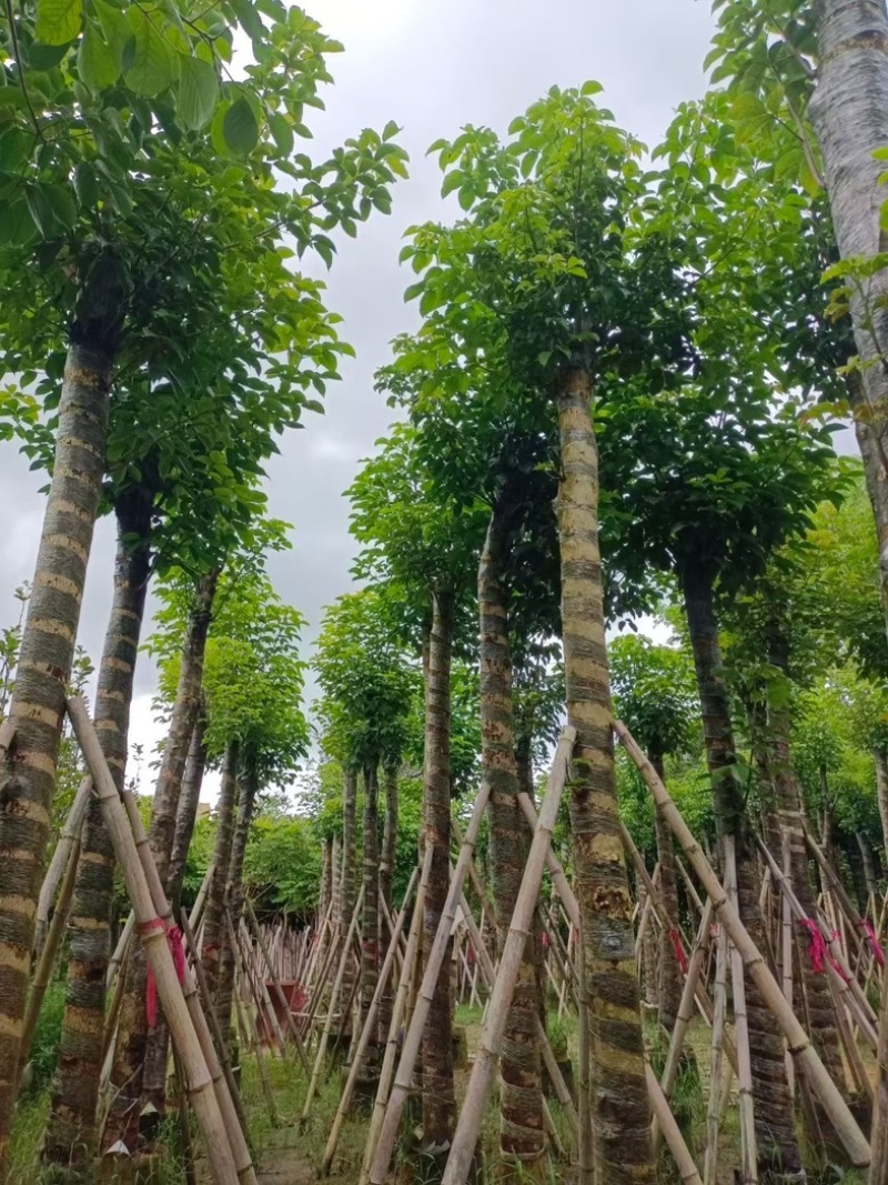 光杆重阳木15～18公分产地直发规格齐全质量保证