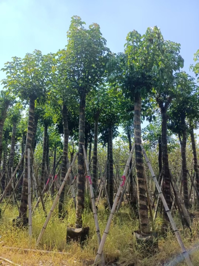 光杆重阳木15～18公分产地直发规格齐全质量保证