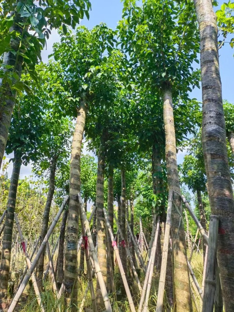 光杆重阳木15～18公分产地直发规格齐全质量保证