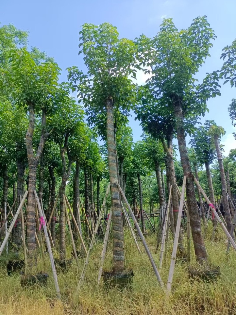 光杆重阳木15～18公分产地直发规格齐全质量保证