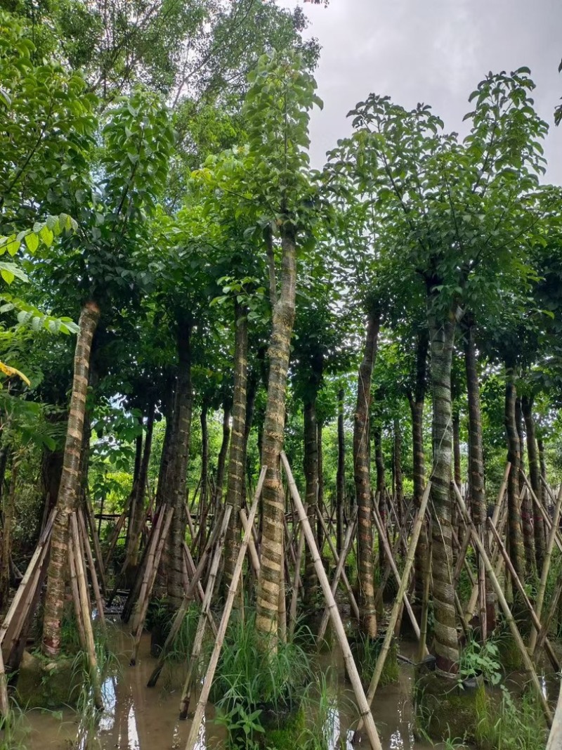 光杆重阳木15～18公分产地直发规格齐全质量保证