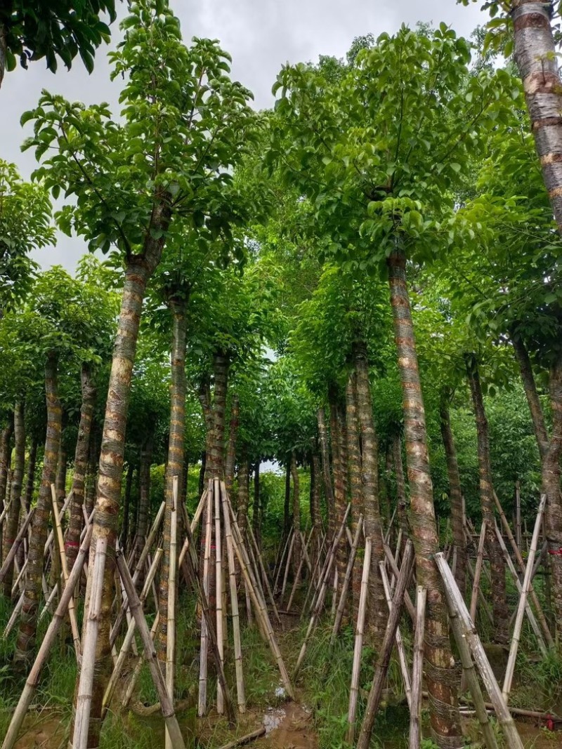 光杆重阳木15～18公分产地直发规格齐全质量保证