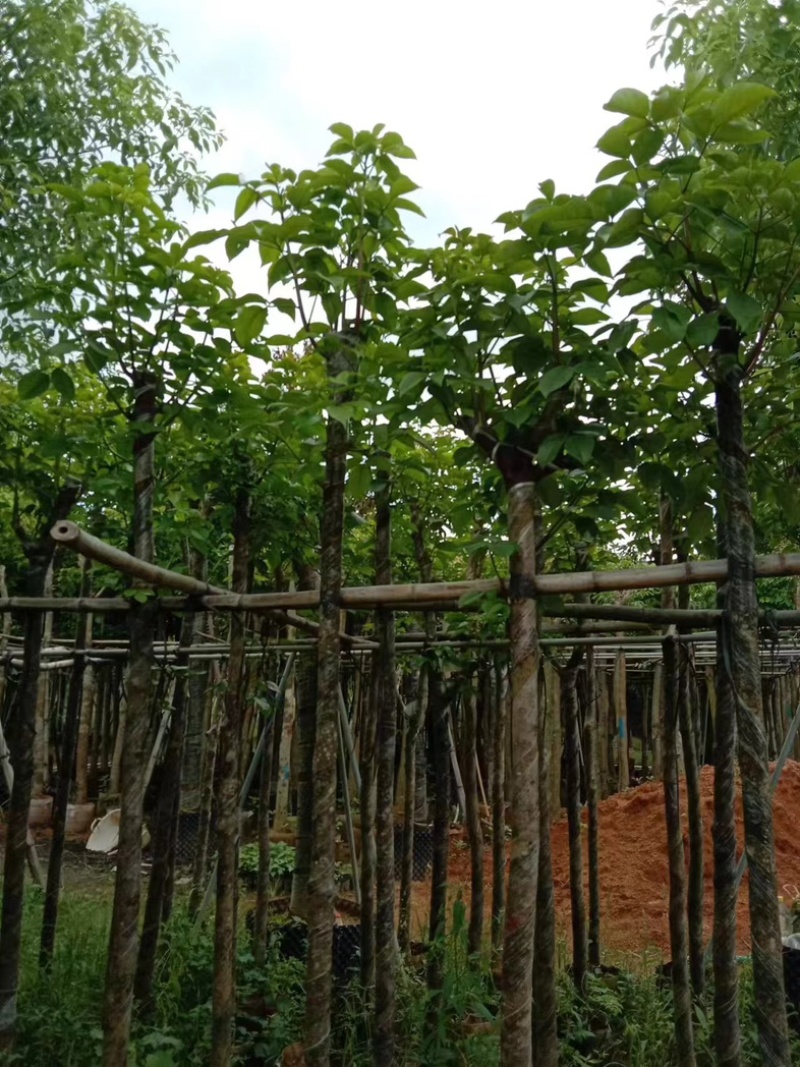 光杆秋枫5～15公分产地直发规格齐全质量保证