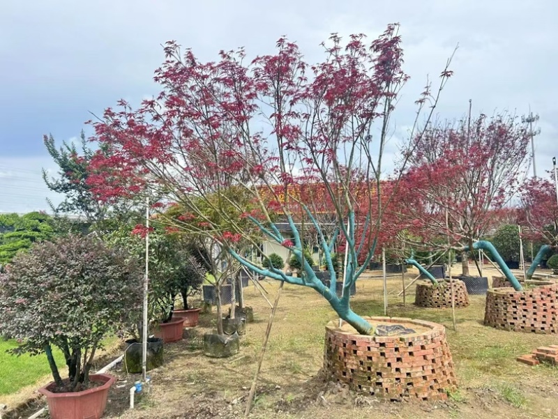 斜飘红枫15～22公分产地直发规格齐全质量保证