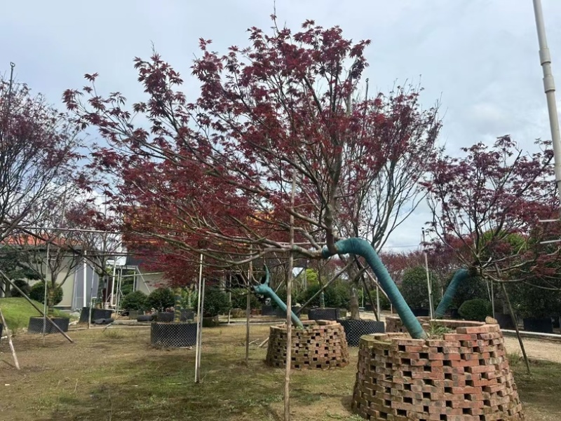 斜飘红枫15～22公分产地直发规格齐全质量保证