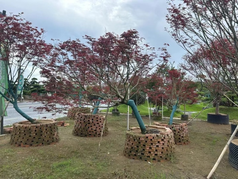 斜飘红枫15～22公分产地直发规格齐全质量保证