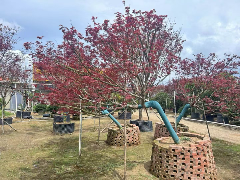 斜飘红枫15～22公分产地直发规格齐全质量保证