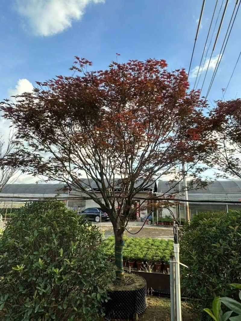 红枫15～20公分产地直发规格齐全质量保证