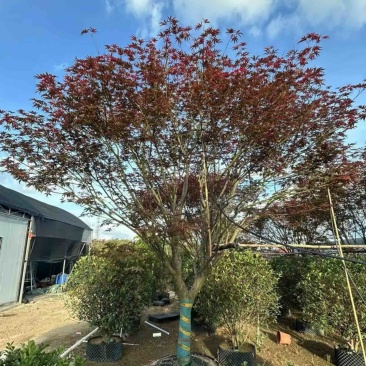 红枫15～20公分产地直发规格齐全质量保证