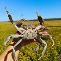 盘锦河蟹大量供应，产地直发，货源充足，量大从优。新鲜发货