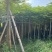 红花楹树10～15公分产地直发规格齐全质量保证