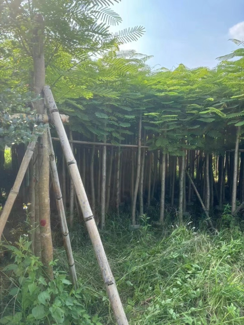 红花楹树10～15公分产地直发规格齐全质量保证