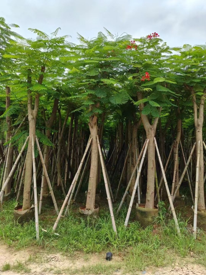 红花楹树10～15公分产地直发规格齐全质量保证