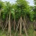 红花楹树10～15公分产地直发规格齐全质量保证