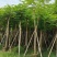 红花楹树10～15公分产地直发规格齐全质量保证