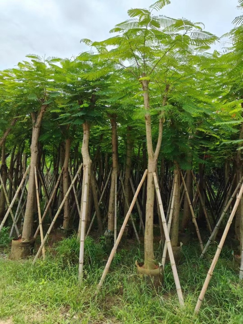 红花楹树10～15公分产地直发规格齐全质量保证