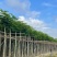 红花楹树10～15公分产地直发规格齐全质量保证