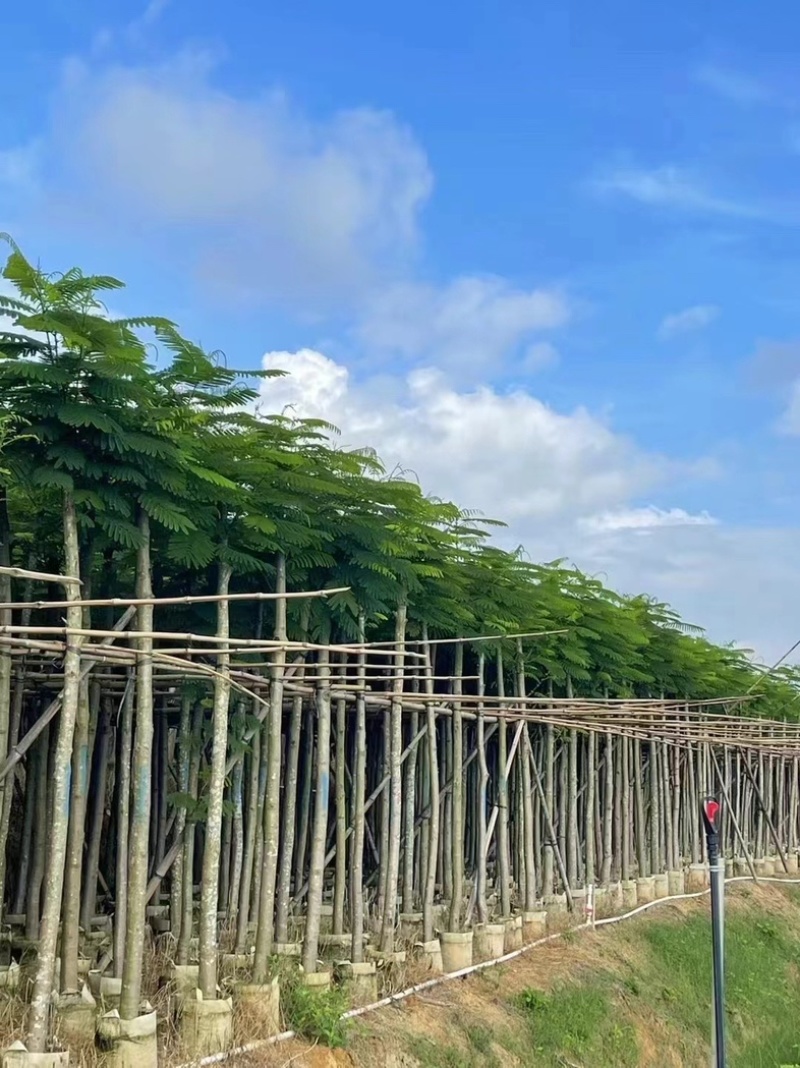 红花楹树10～15公分产地直发规格齐全质量保证