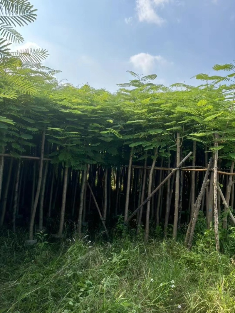红花楹树10～15公分产地直发规格齐全质量保证
