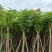 红花楹树10～15公分产地直发规格齐全质量保证