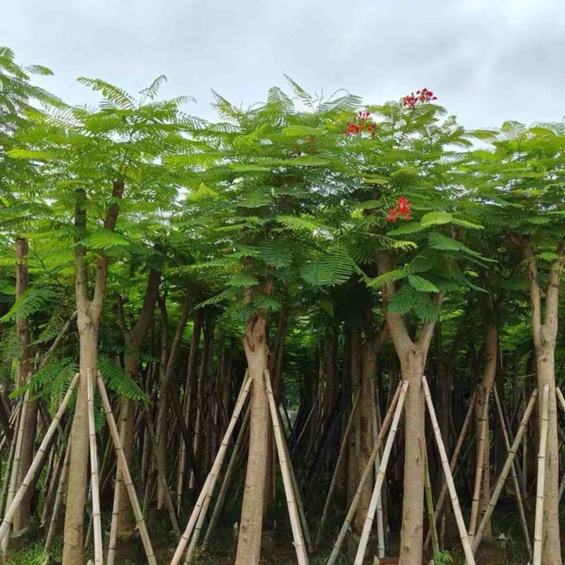 红花楹树10～15公分产地直发规格齐全质量保证