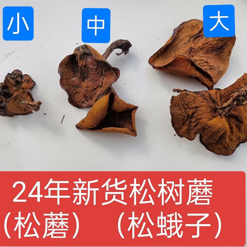 松蘑，松蘑干，粘蘑，松树蛾子，土信承德地区特产，一手货源