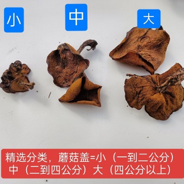 2024新货去根松蘑烤干干货野生蘑菇蛾子粘团子窝子土信货
