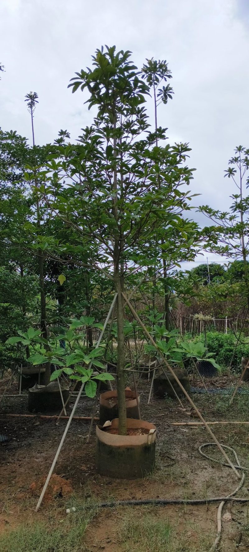 杜英5～15公分产地直发规格齐全质量保证