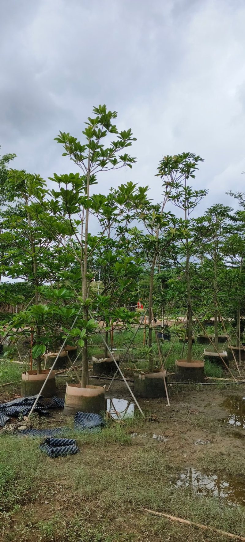 杜英5～15公分产地直发规格齐全质量保证