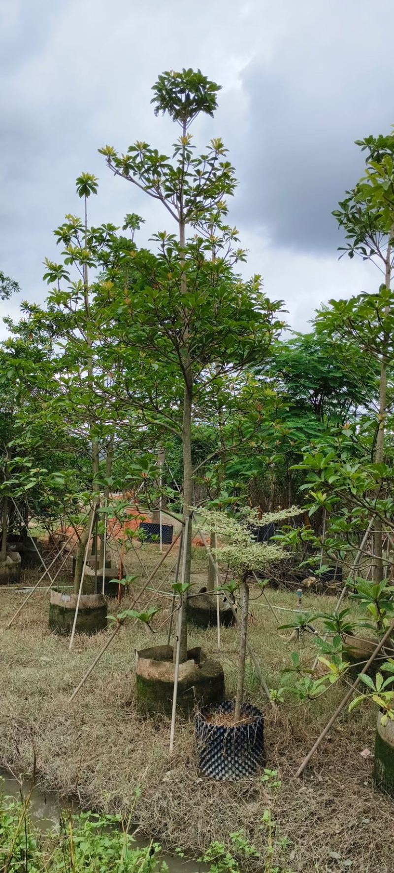 杜英5～15公分产地直发规格齐全质量保证