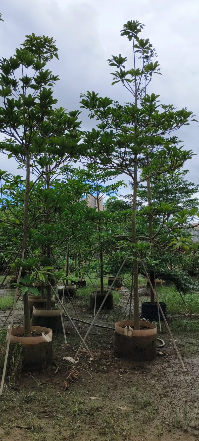 杜英5～15公分产地直发规格齐全质量保证