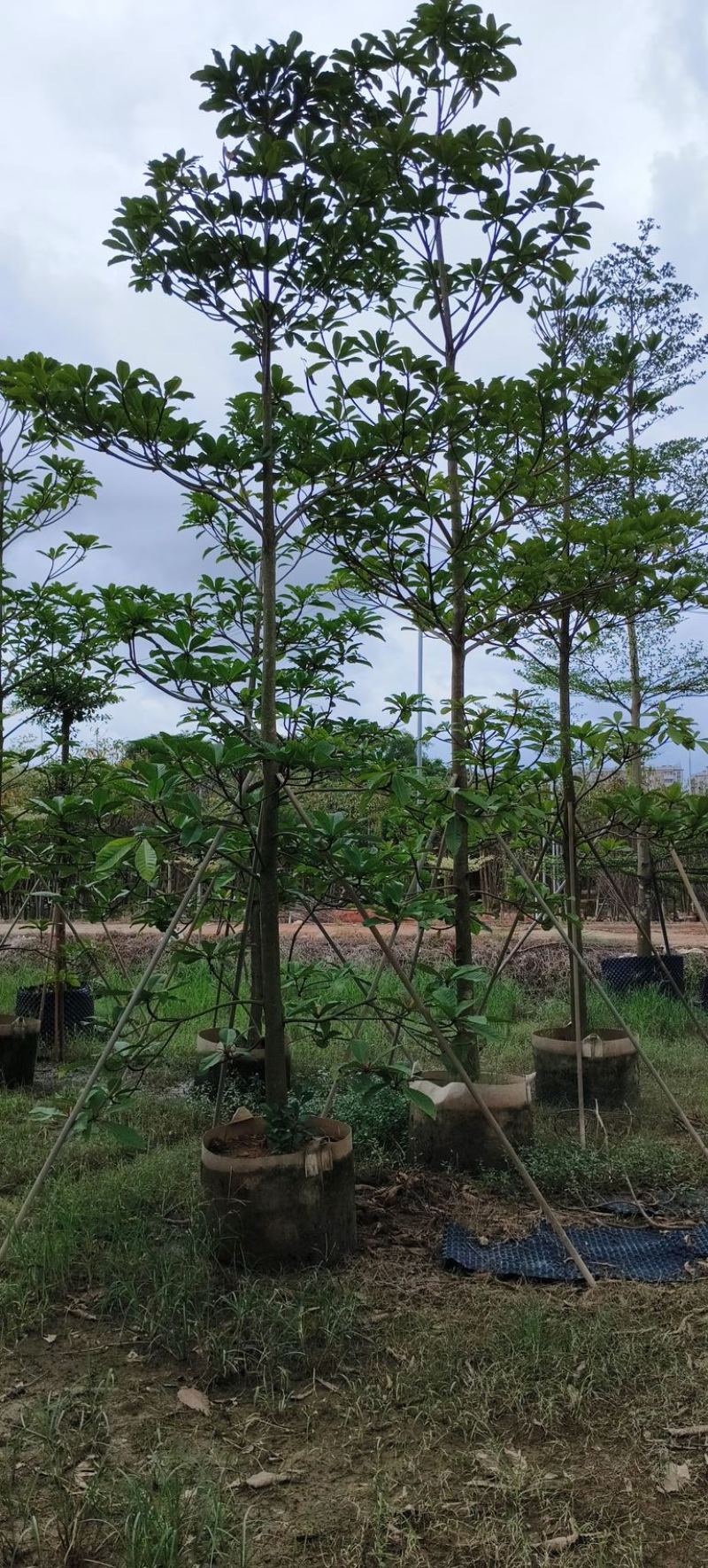 杜英5～15公分产地直发规格齐全质量保证