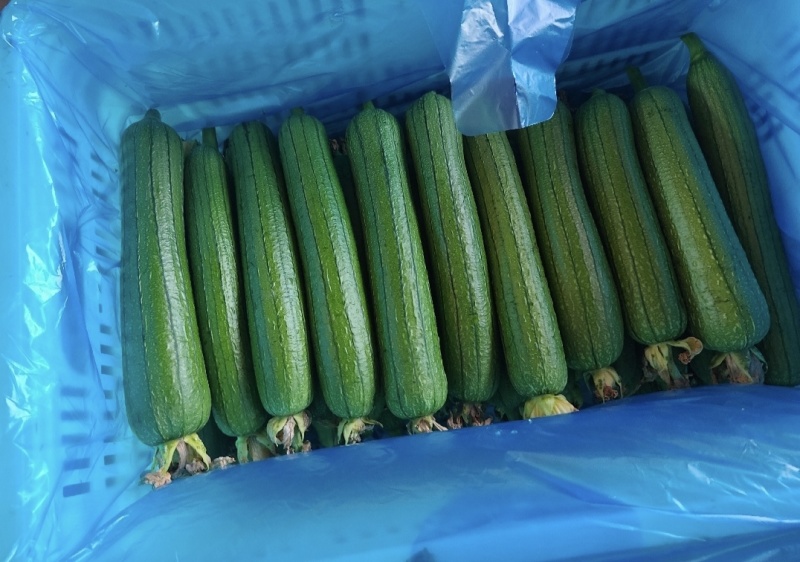 油皮丝瓜大量有货