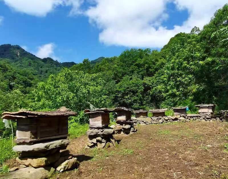 【正宗】陕西土蜂蜜量大从优保质保量自家养殖一手货源