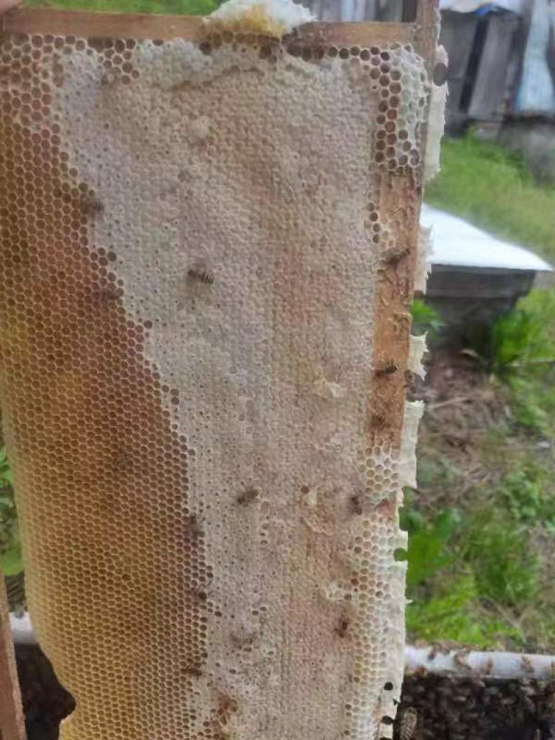 【正宗】陕西土蜂蜜量大从优保质保量自家养殖一手货源